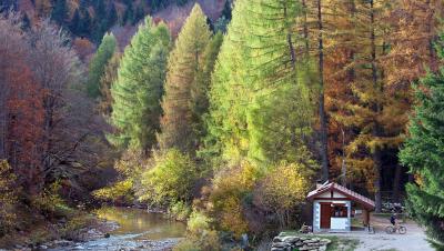 Selva de Irati